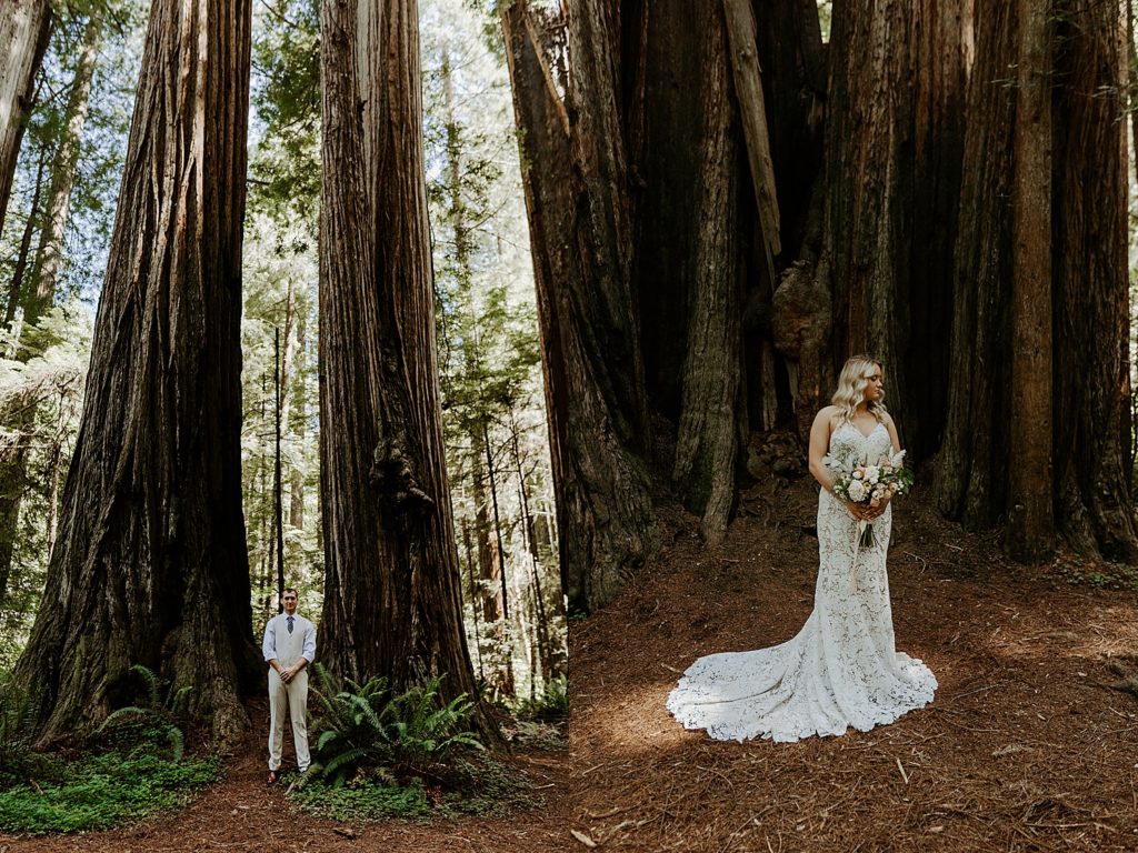 Bride and groom portraits in the Redwoods