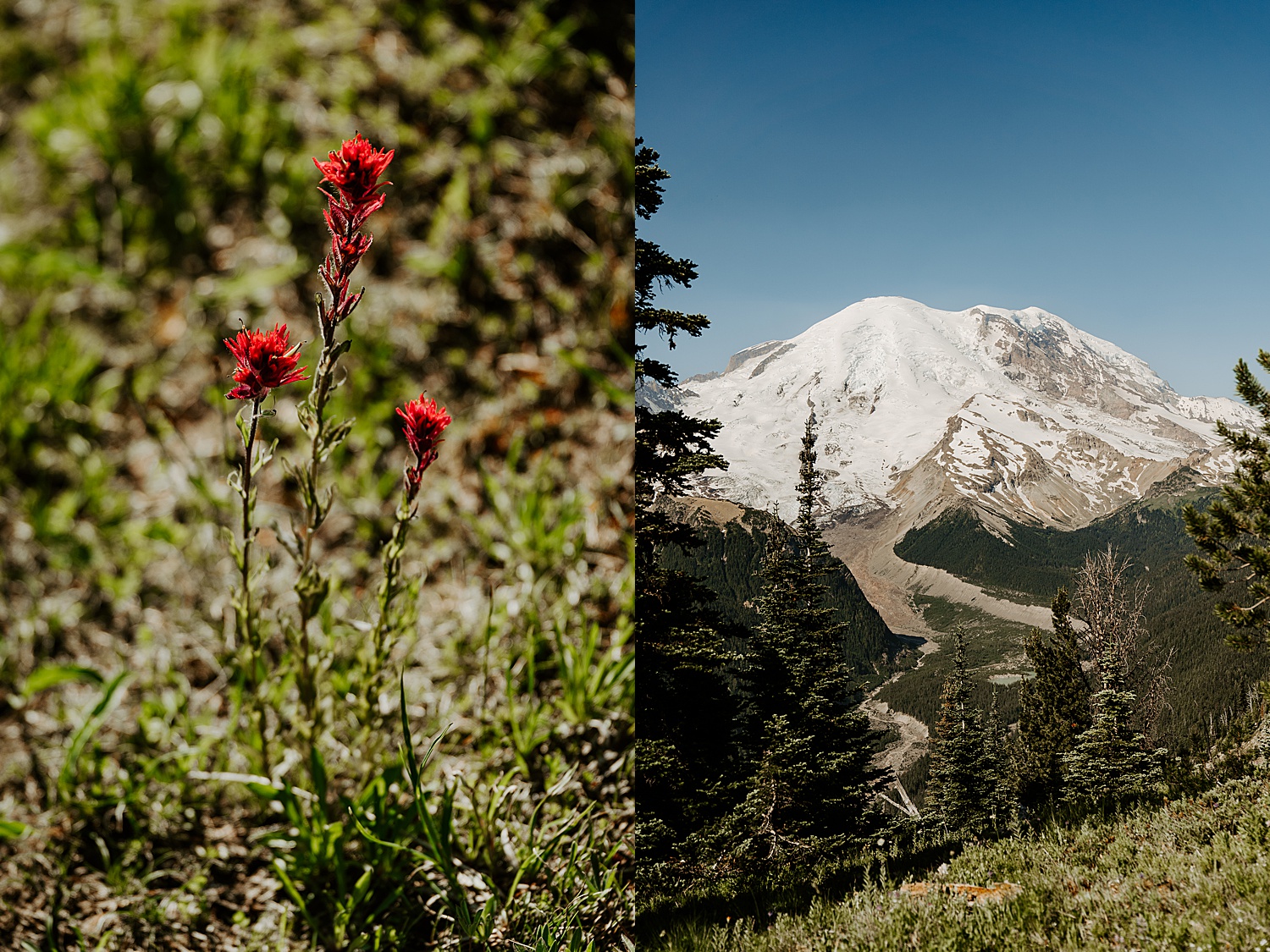 Paradise Mount Rainier and Ohanapecosh Elopement