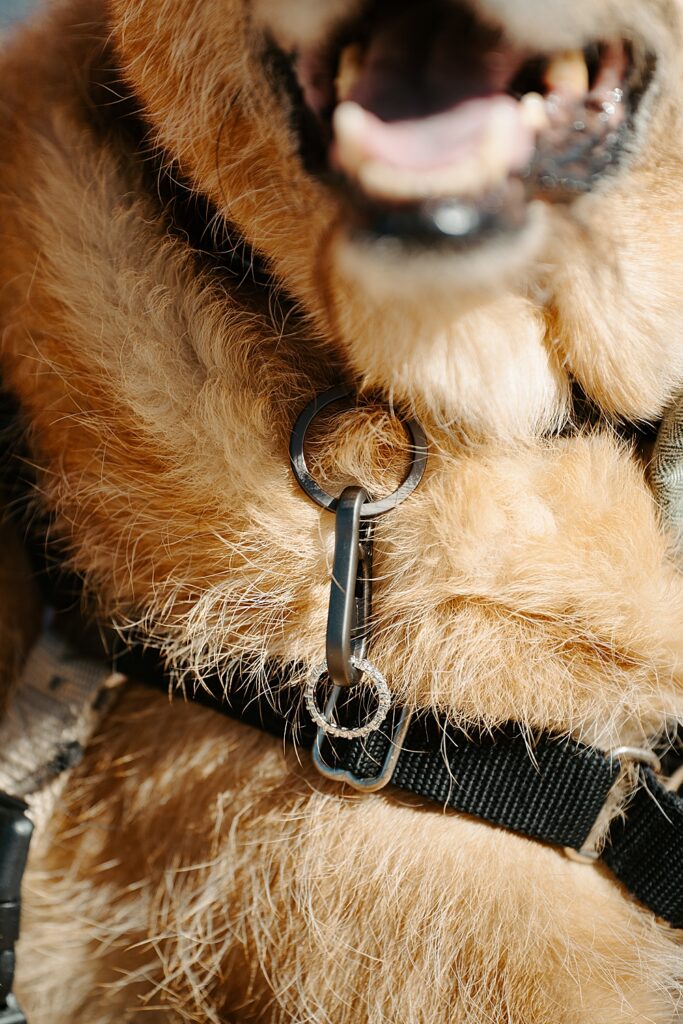 Image of a wedding band attached to a dog's collar with a carabiner. 