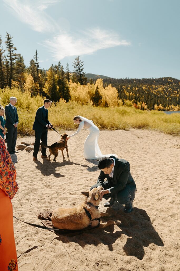 Image of a bride and groom grabbing their wedding bands from their dogs who were the ring bearers. 