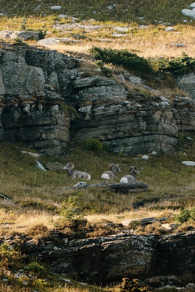 Three Big Horn Sheep up at Logan Pass in Glacier National Park. 