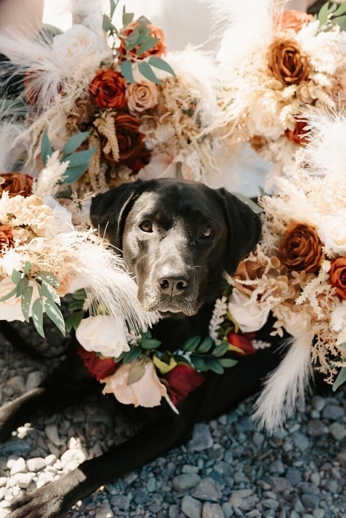Black lab laying down on rocks with dried floral bouquets framing her face.