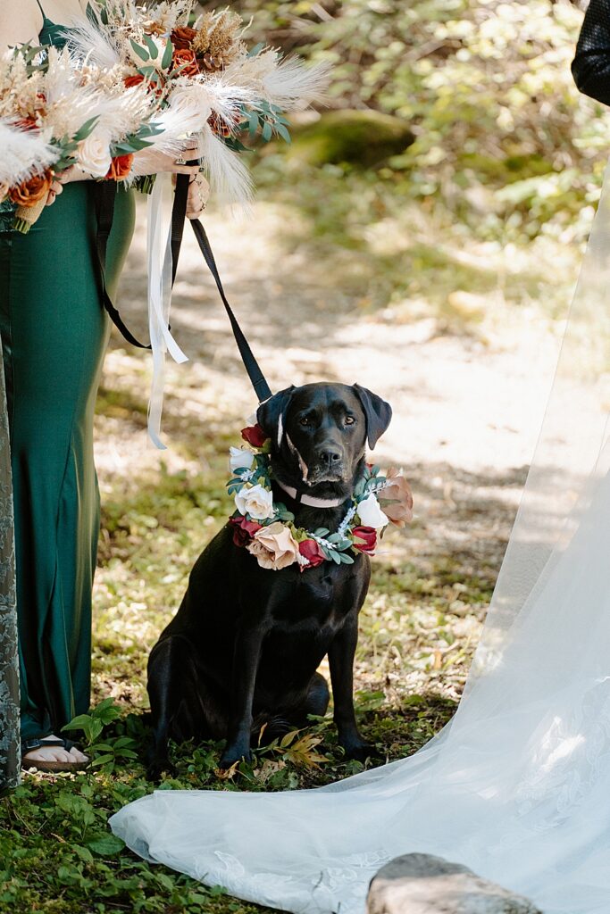 Black lab on a leash with a floral collar at a small wedding ceremony