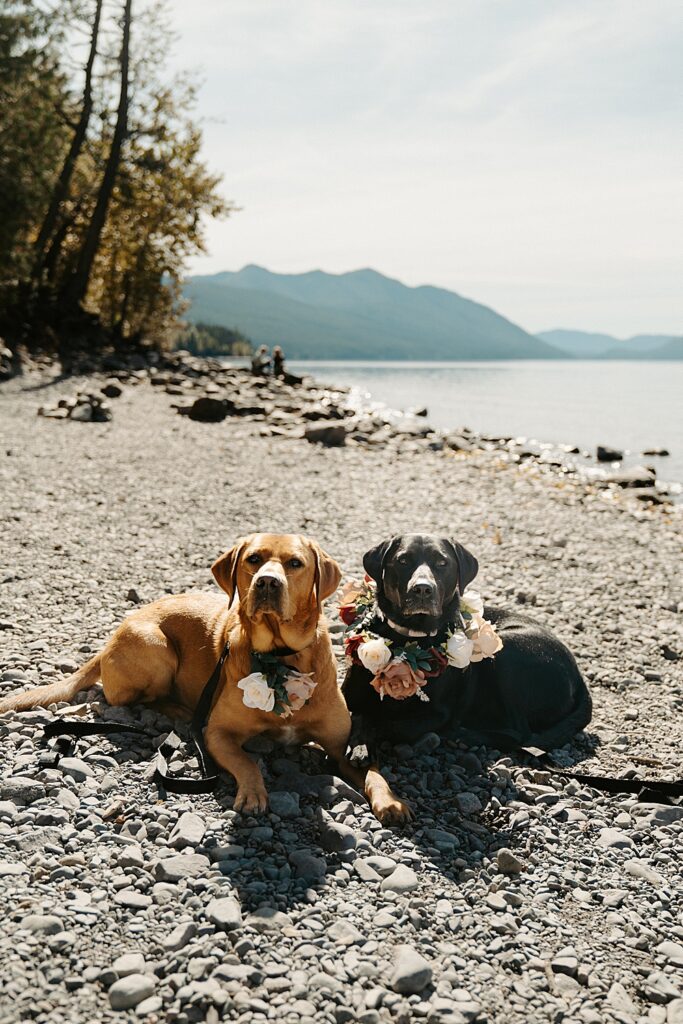 Two labs sitting at Lake McDonald with floral collars