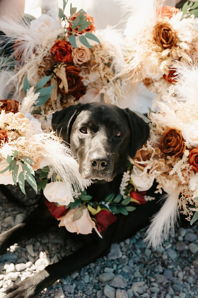 Dried floral bouquets surrounding black lab
