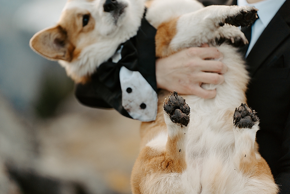 Groom holding a corgi in a tuxedo with his muddy paws in focus.