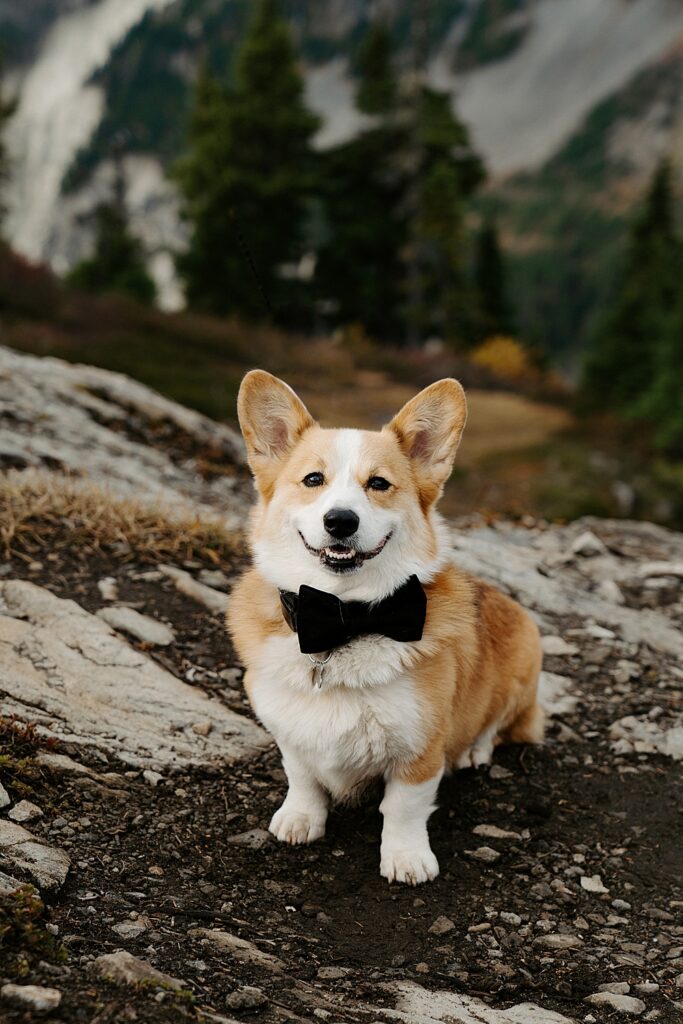 Corgi smiling while wearing a black bow tie for his parent's Mount Baker elopement adventure. 