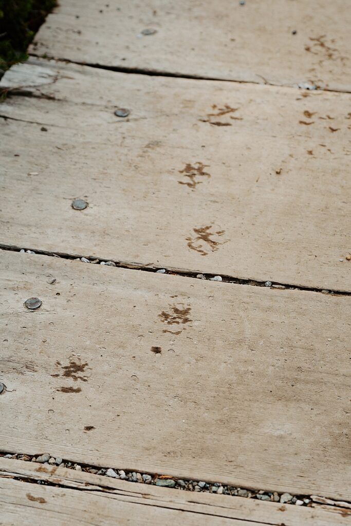Small, wet paw prints on wooden boards. 