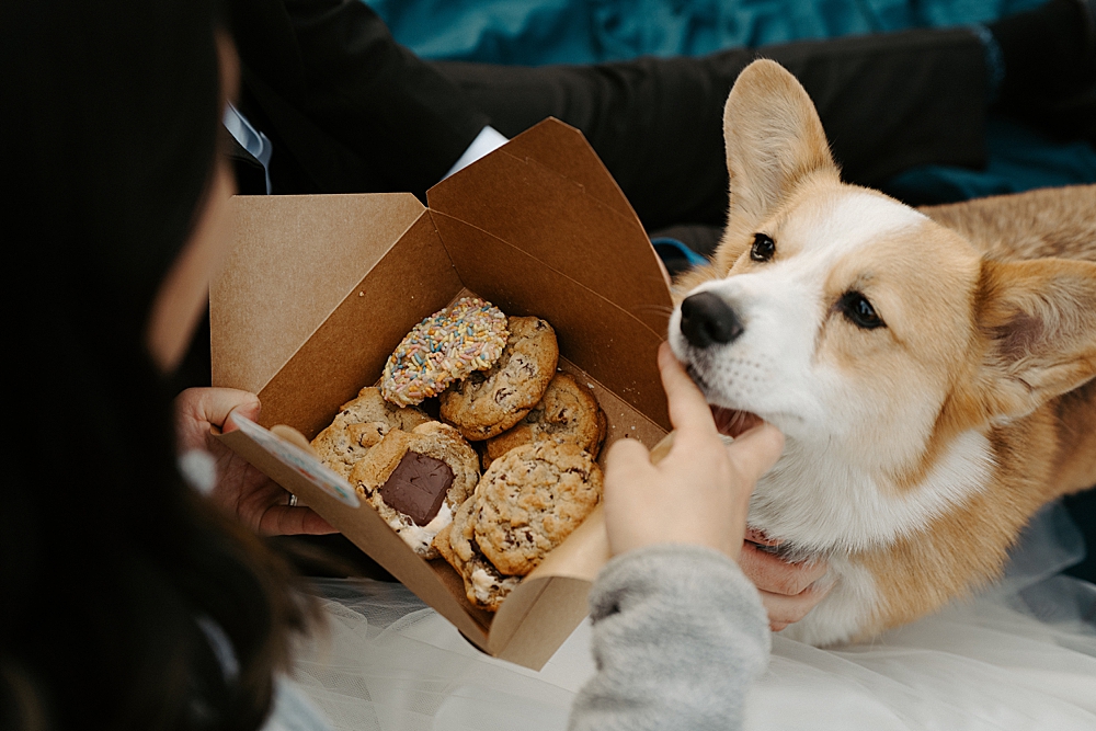 Corgi trying to sniff a box of Hello Robin cookies. 