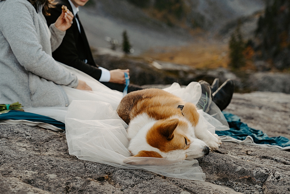 Corgi puppy asleep on bride's wedding dress train. 