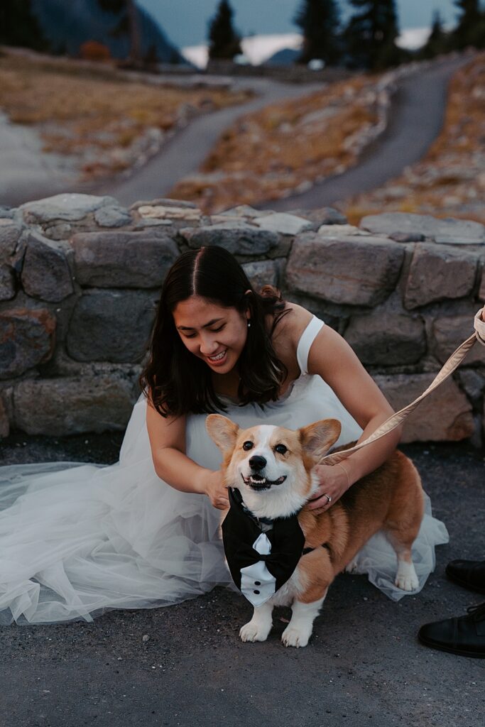 Bride kneeling down to adjust her corgi pup's tuxedo collar.