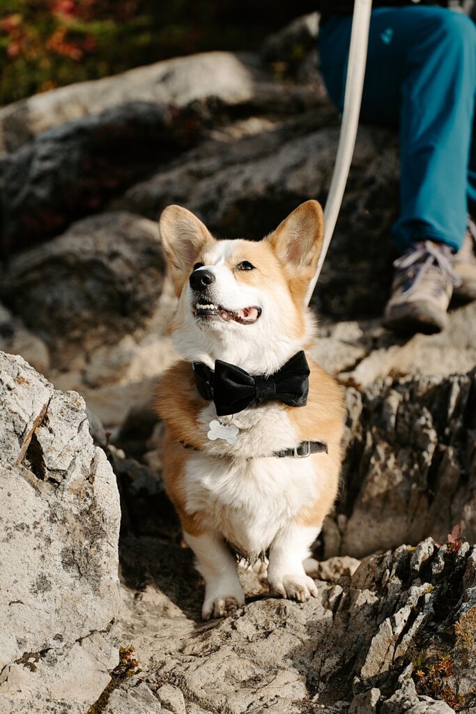 Corgi standing on a rock wearing a bow tie while at his parent's elopement adventure in Mount Baker, WA.