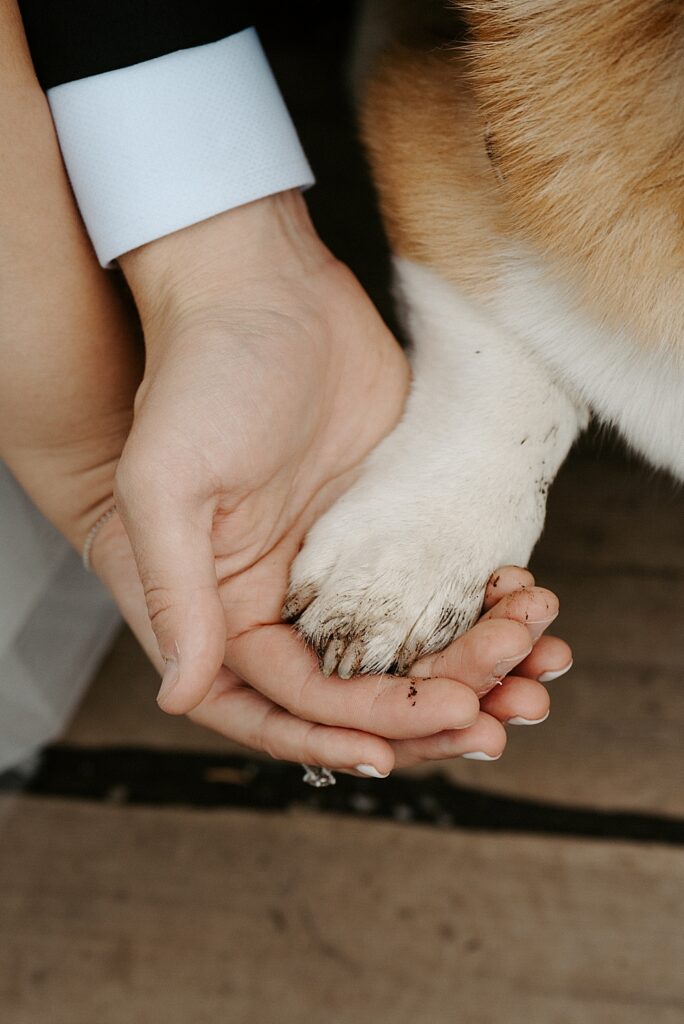 Up close of bride and groom holding their corgi's paw.