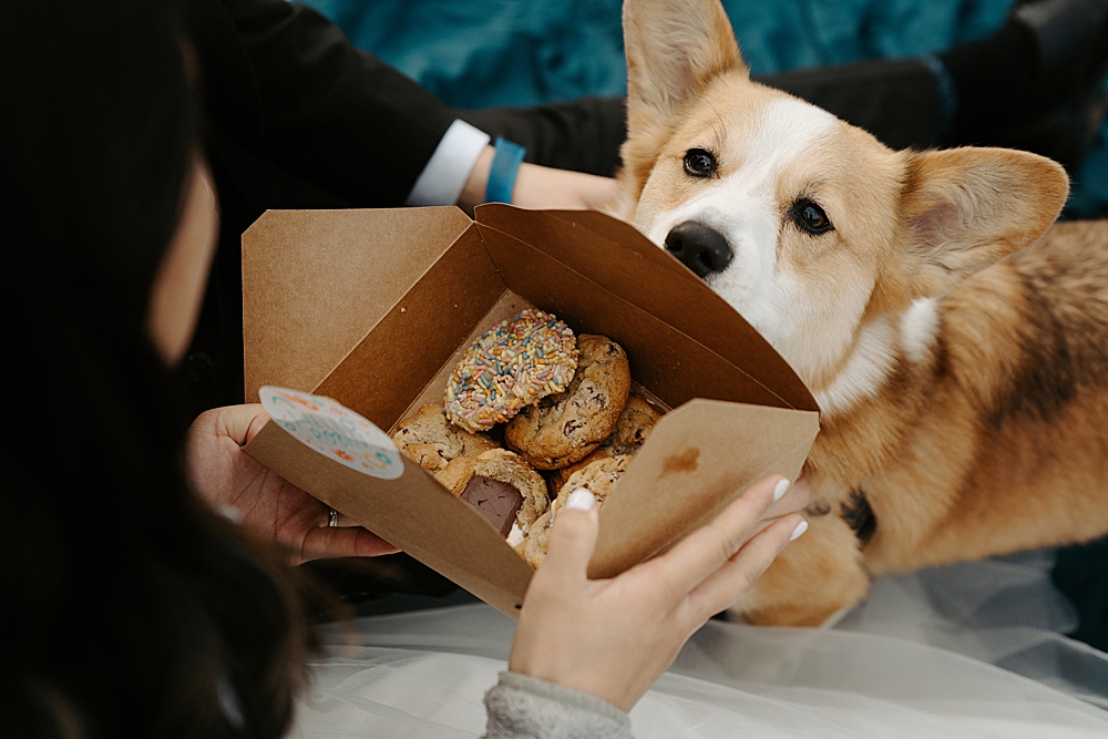 Corgi trying to look inside a box of Hello Robin cookies.