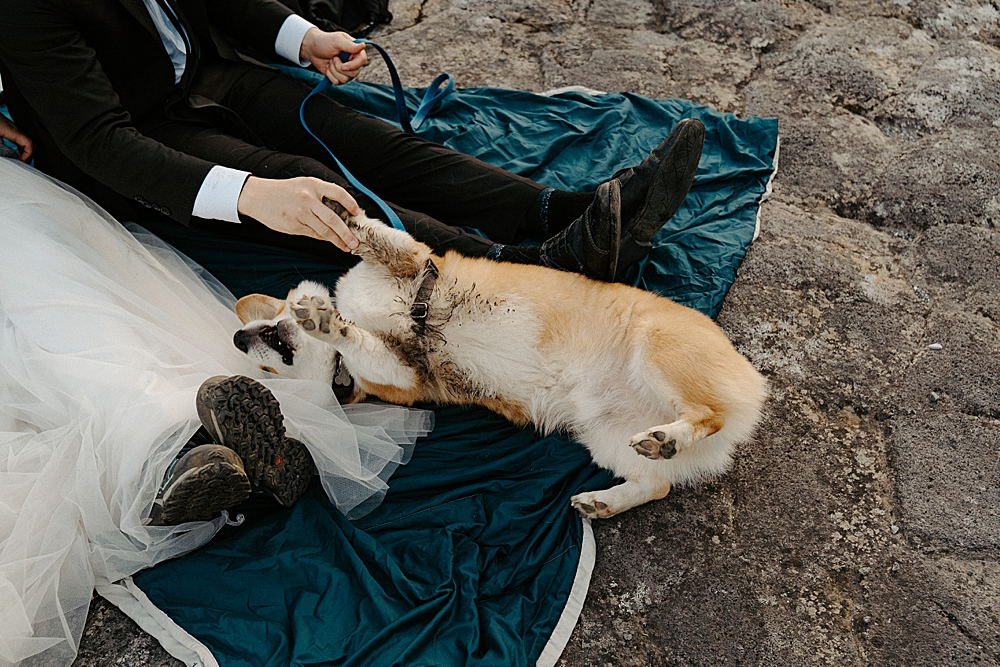 Corgi pup laying on his back with muddy paws while his parents hiking boots and wedding attire is visible.