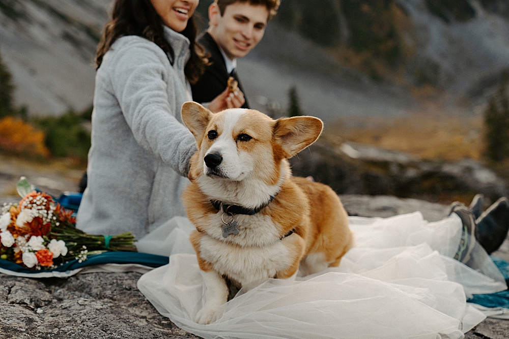 Corgi sitting on his mom's wedding dress train at their elopement picnic.