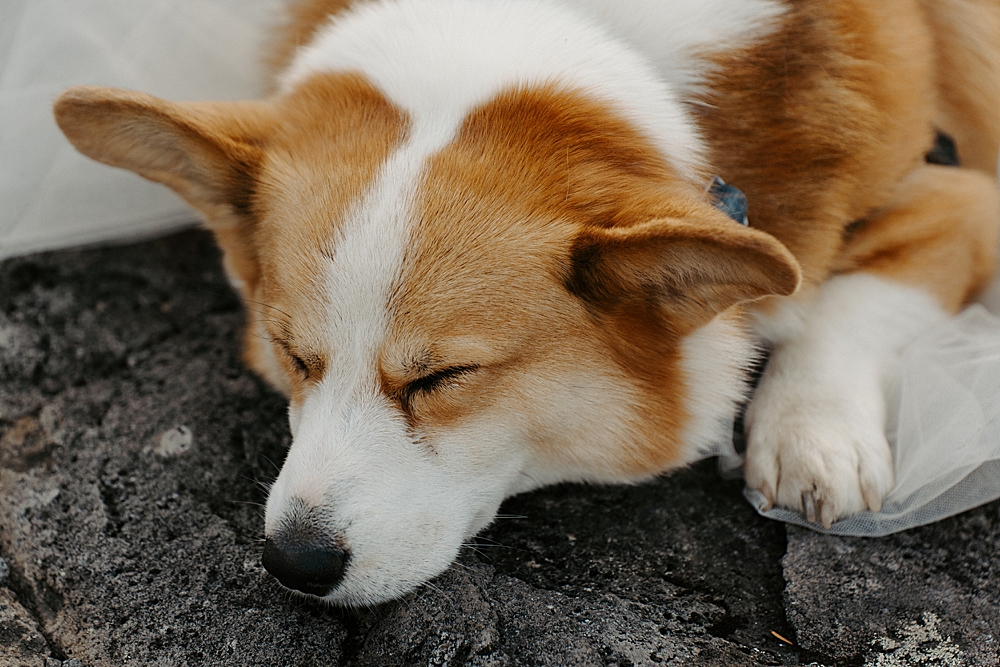 Up close corgi that is sleeping on his mom's wedding dress train.