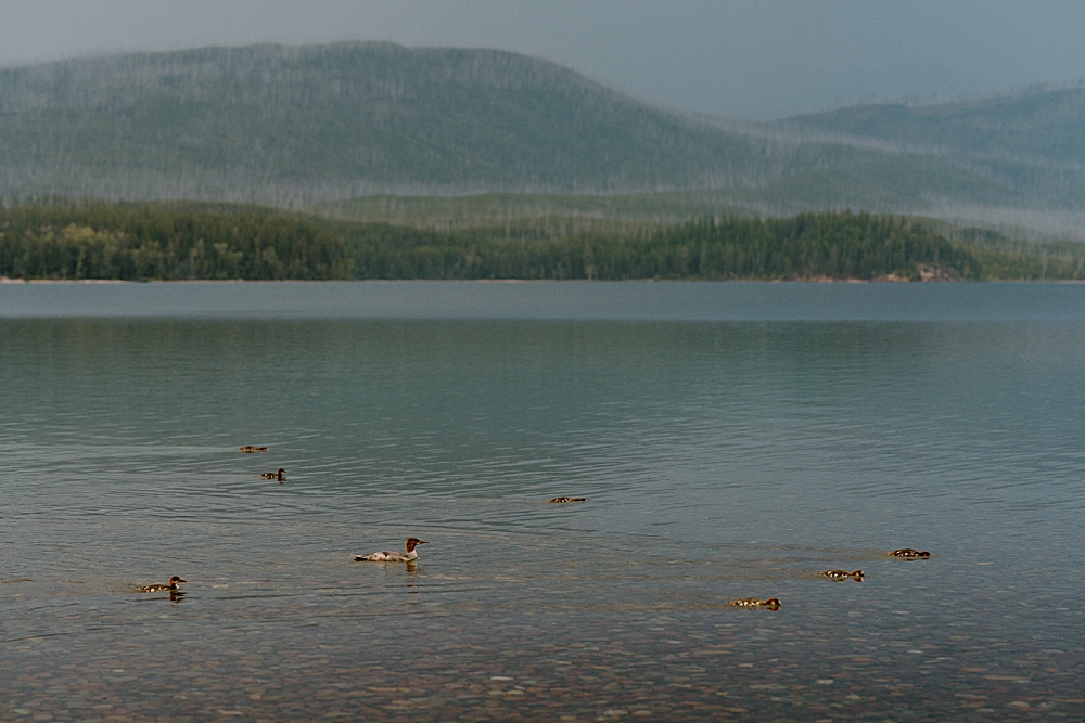 Lake McDonald with ducks swimming in the water